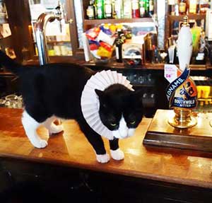 tom the cat of the seven stars - london