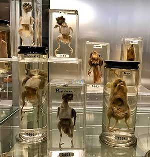 hunterian museum - london